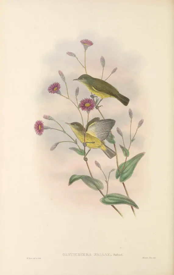 File:Glycichaera fallax - The Birds of New Guinea.jpg