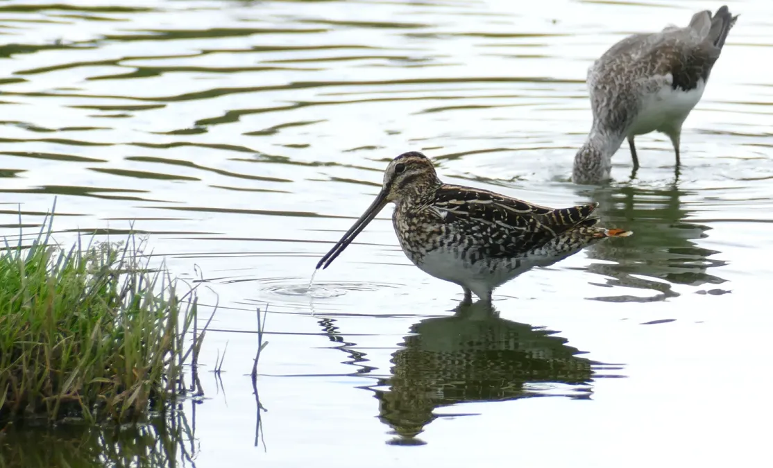 File:African Snipe (Gallinago nigripennis) (45470360835).jpg
