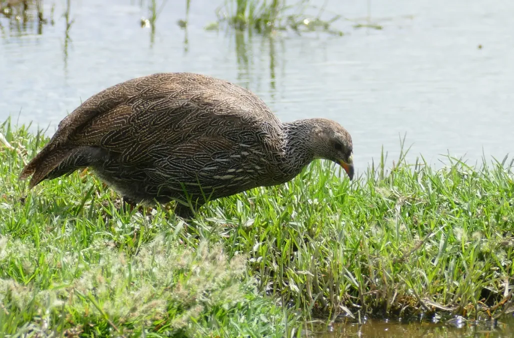 File:Cape Spurfowl (Pternistis capensis) (45469402915).jpg