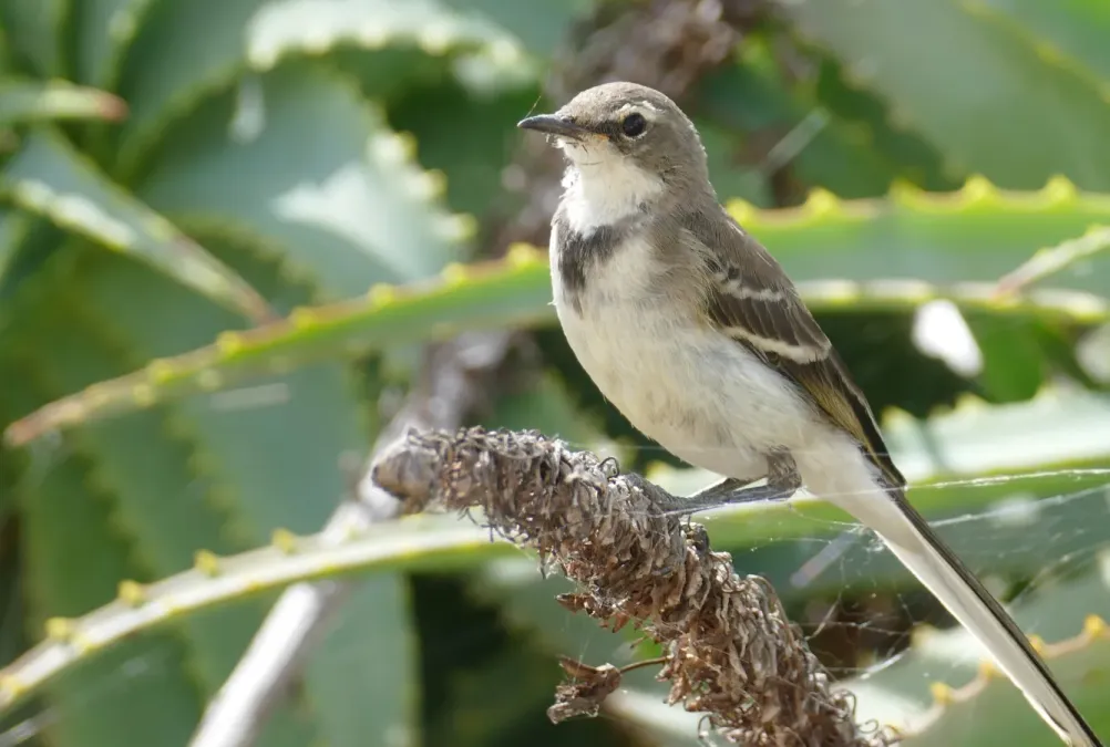 File:Cape Wagtail (Motacilla capensis) (31442168857).jpg