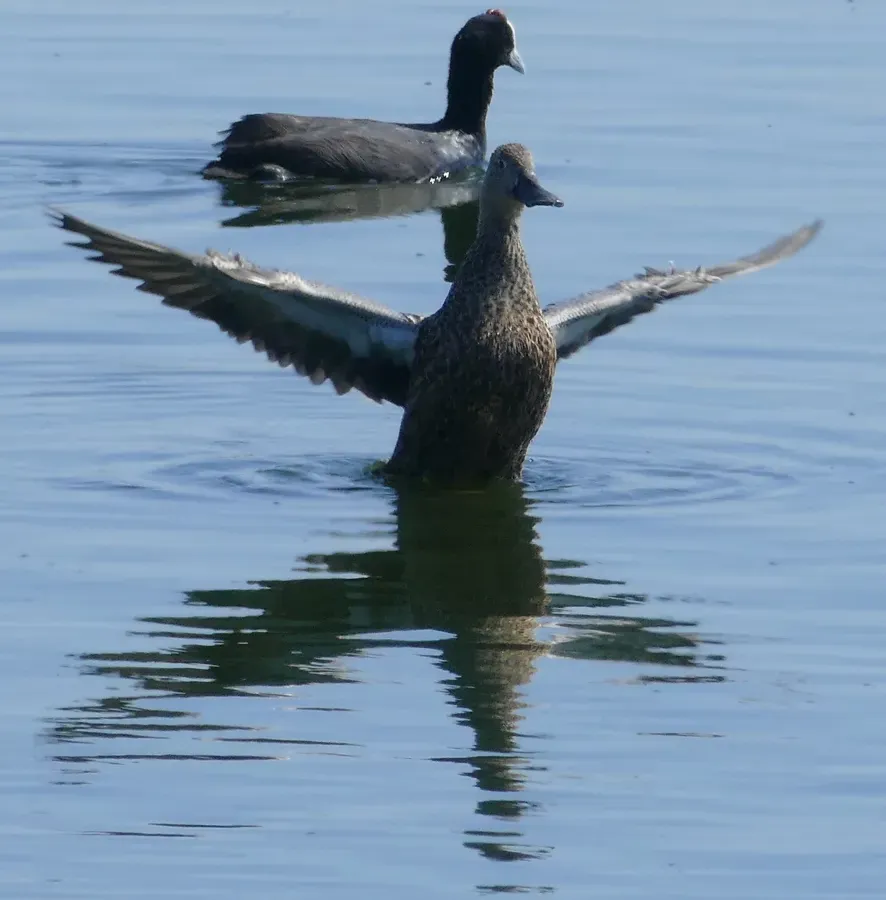 File:Cape Shoveler (Spatula smithii) female and Red-knobbed Coot (Fulica cristata) (31416674147).jpg