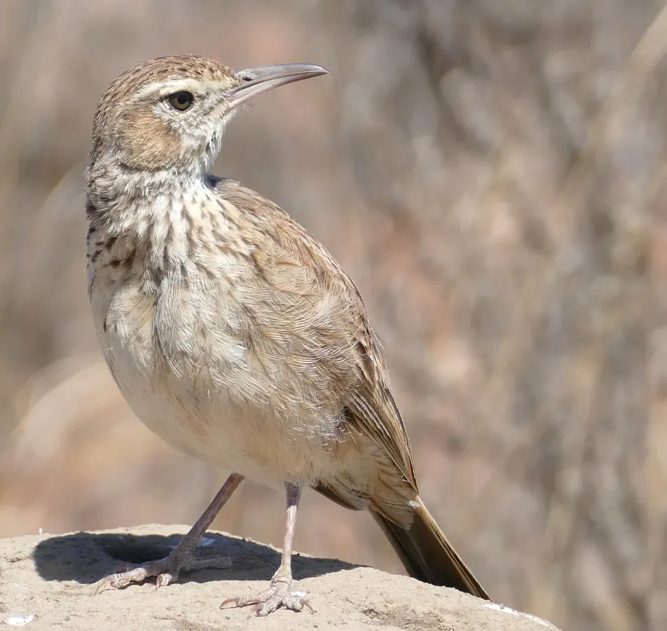 File:Eastern Long-billed Lark (Certhilauda semitorquata algida) (46177441162).jpg