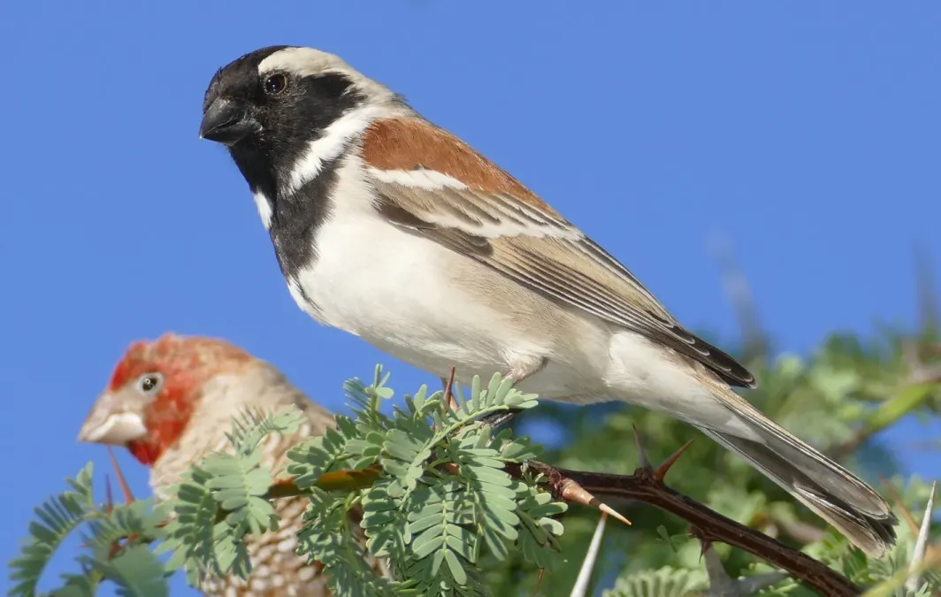File:Cape Sparrow (Passer melanurus) male (32293741588).jpg