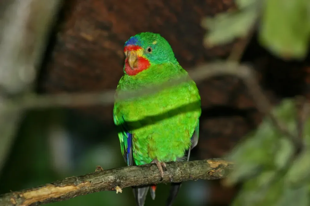 File:Lathamus discolor -captive-8.jpg