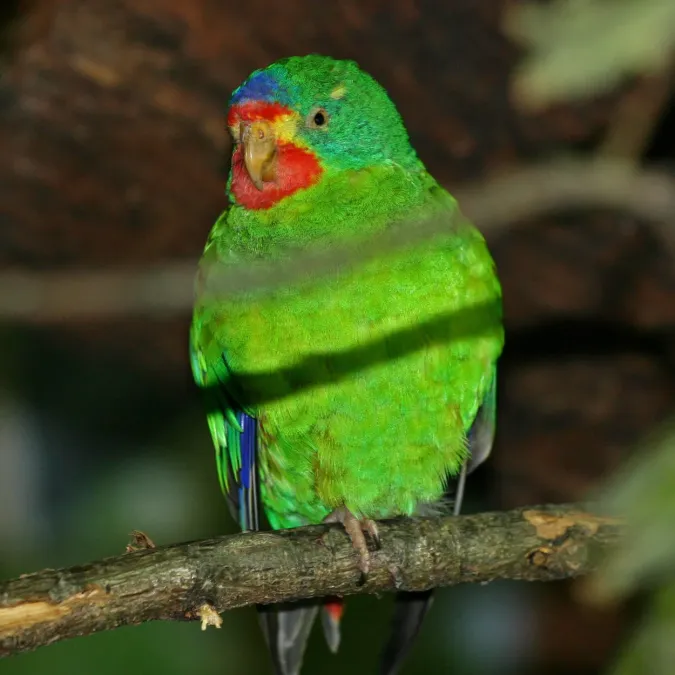 File:Lathamus discolor -captive-8-3c.jpg