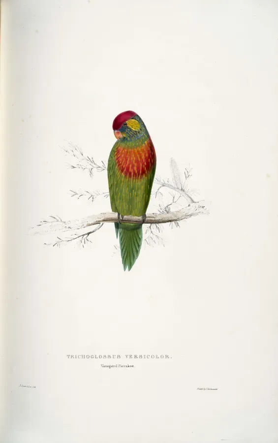 File:Psitteuteles versicolor - Variegated parrakeet -by Edward Lear.jpg