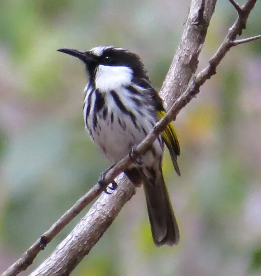 File:Phylidonyris niger 5049 (cropped).jpg