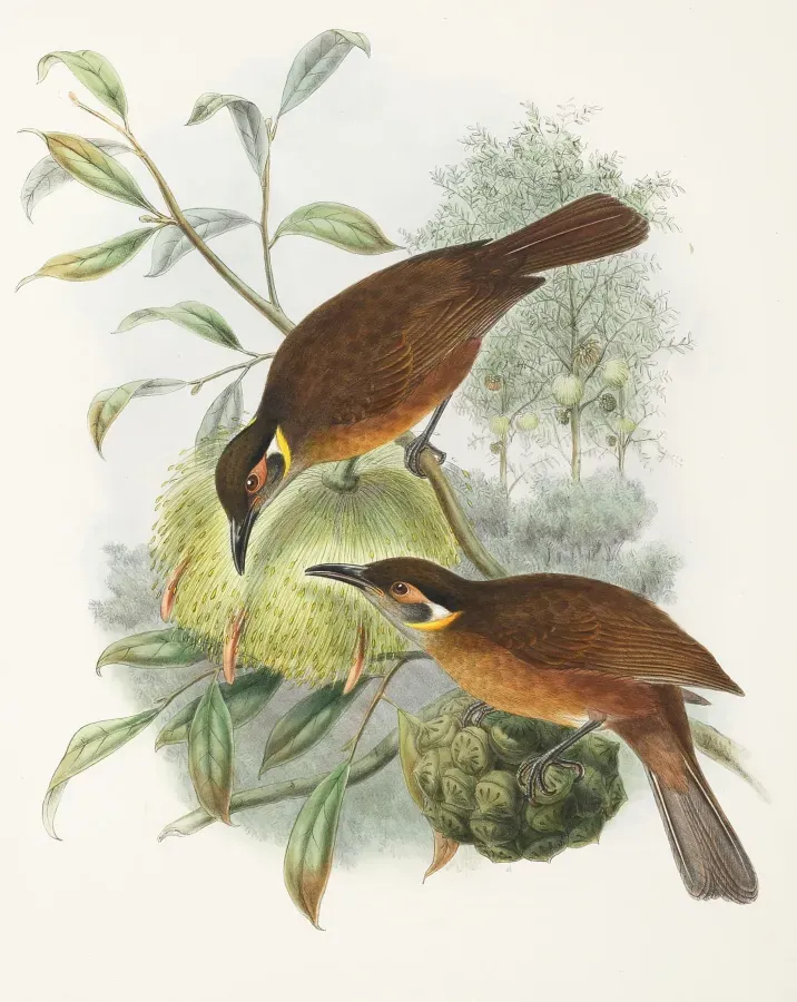 File:Xanthotis flaviventer - The Birds of New Guinea (cropped).jpg