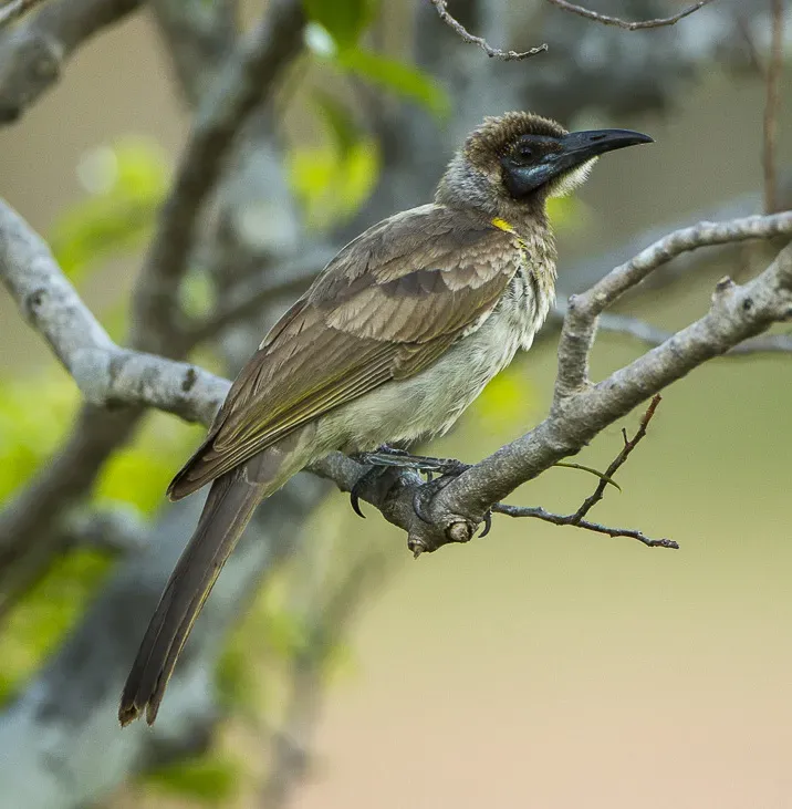 File:Little Friarbird (Philemon citreogularis) - Darwin, Northern Territory, Australia.jpg