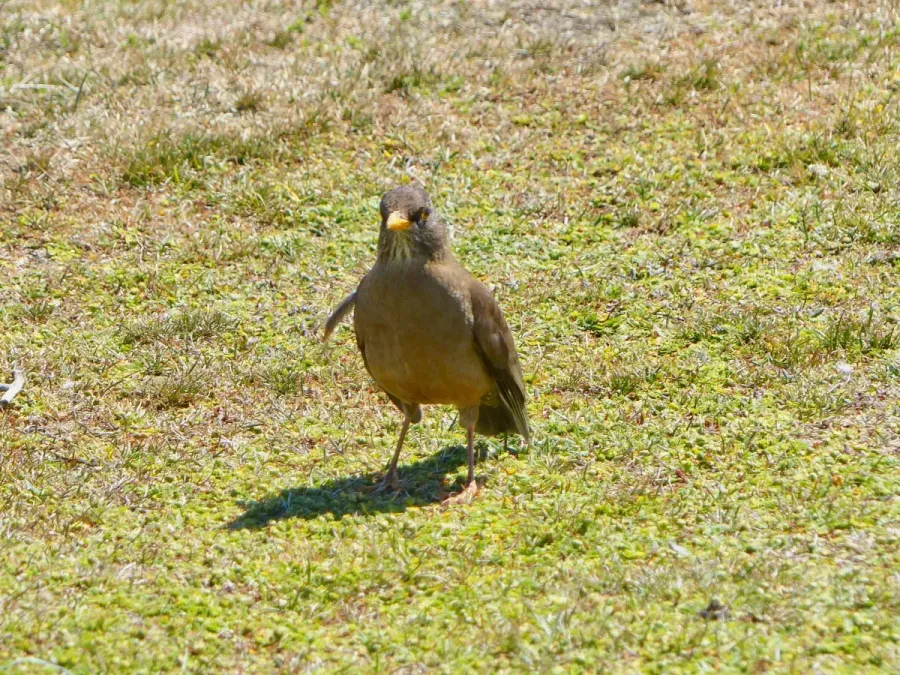 File:Austral thrush (Falklands subspecies) (Turdus falcklandii falcklandii).jpg