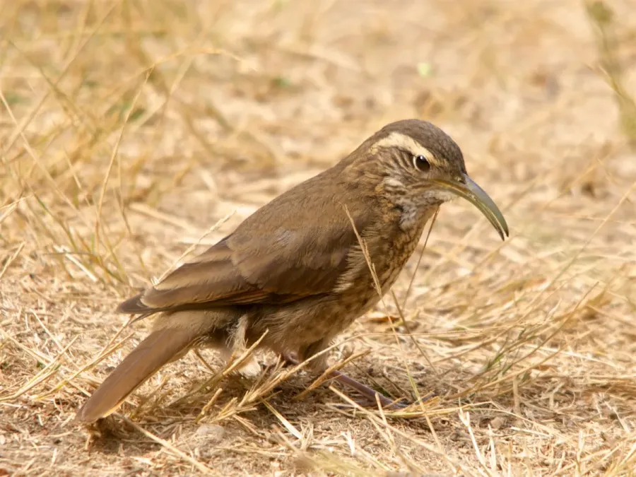File:Scale-throated Earthcreeper (Upucerthia dumetaria) Argentina 02-2015.jpg