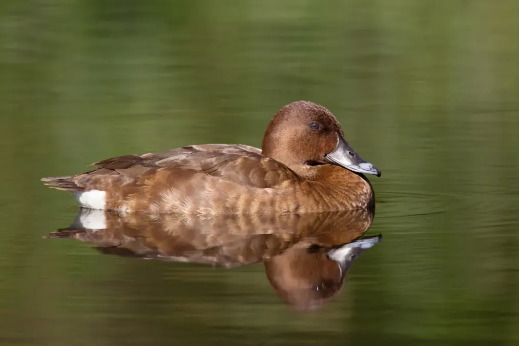 File:Aythya australis female - Hurstville Golf Course.jpg
