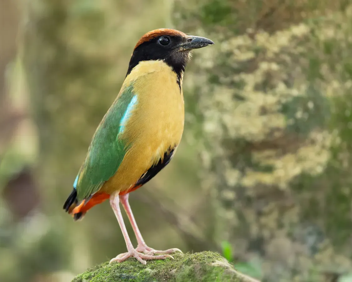 File:Pitta versicolor - Kembla Heights.jpg