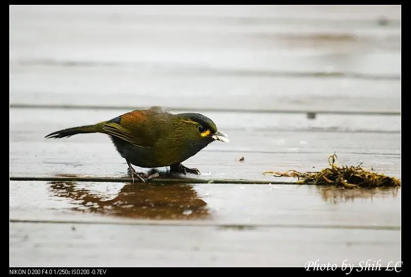 File:Liocichla steerii (5062244733).jpg