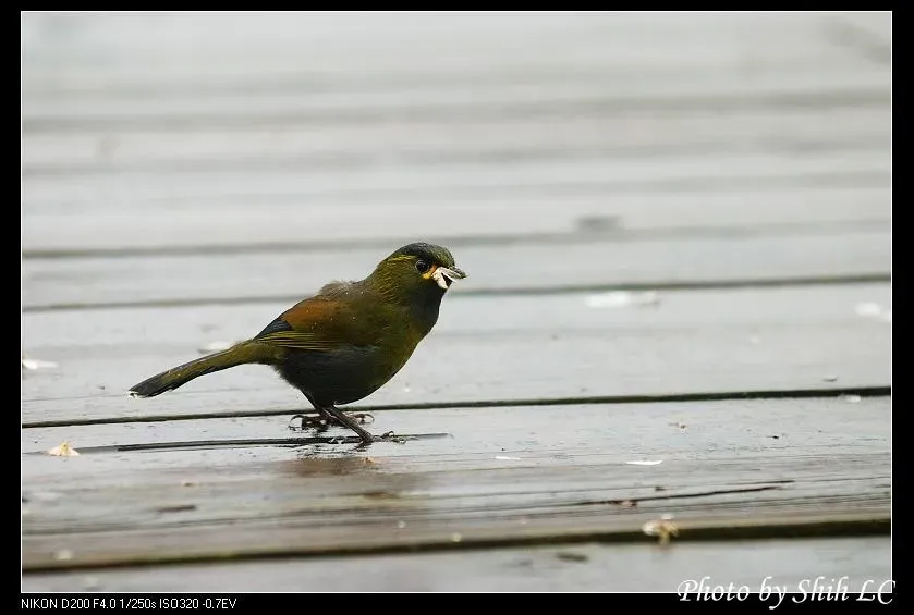 File:Liocichla steerii (5062856396).jpg