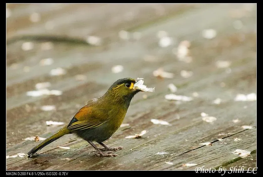 File:Liocichla steerii (5062856536).jpg