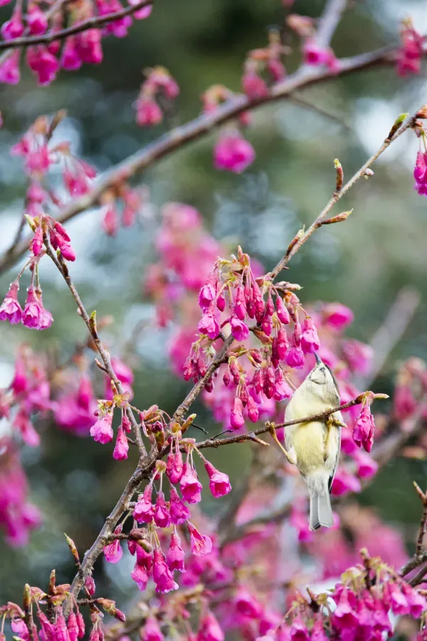 File:Yuhina brunneiceps (25136442202).jpg