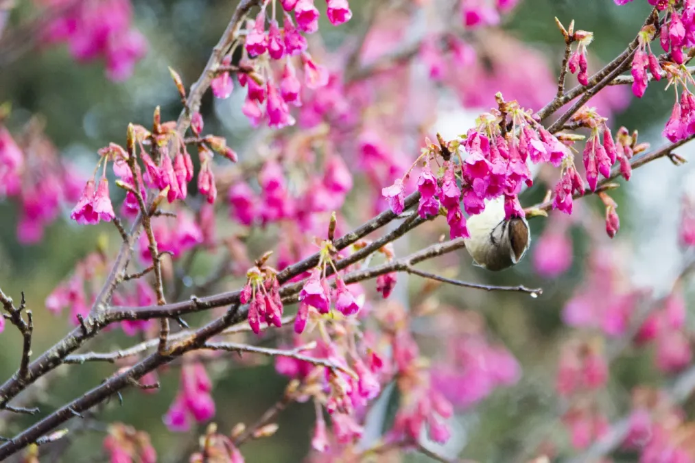 File:Yuhina brunneiceps (24959119190).jpg