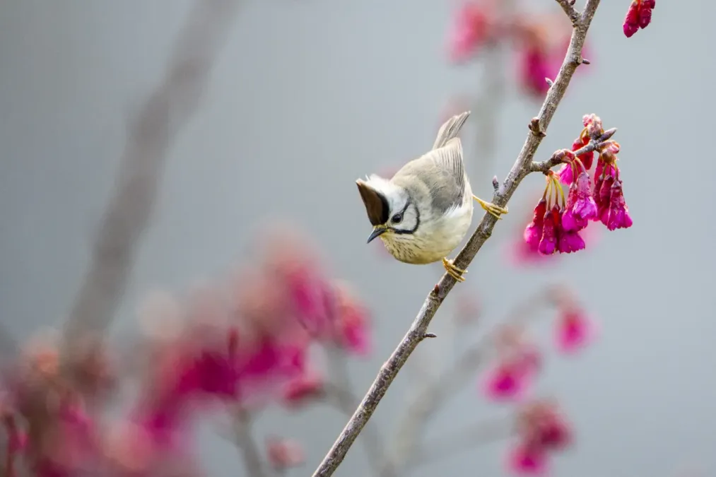 File:Yuhina brunneiceps (25228459006).jpg