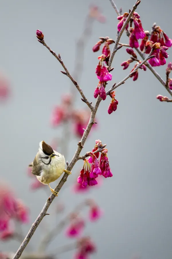 File:Yuhina brunneiceps (25136437002).jpg