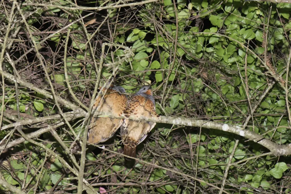 File:Bambusicola sonorivox (39474930035).jpg