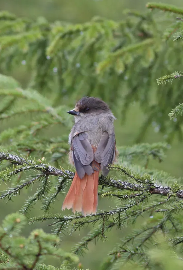 File:Siberian Jay (Perisoreus infaustus).jpg