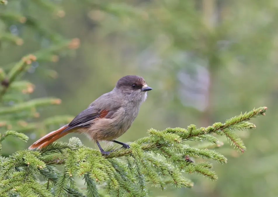 File:Siberian Jay (Perisoreus infaustus) 02.jpg