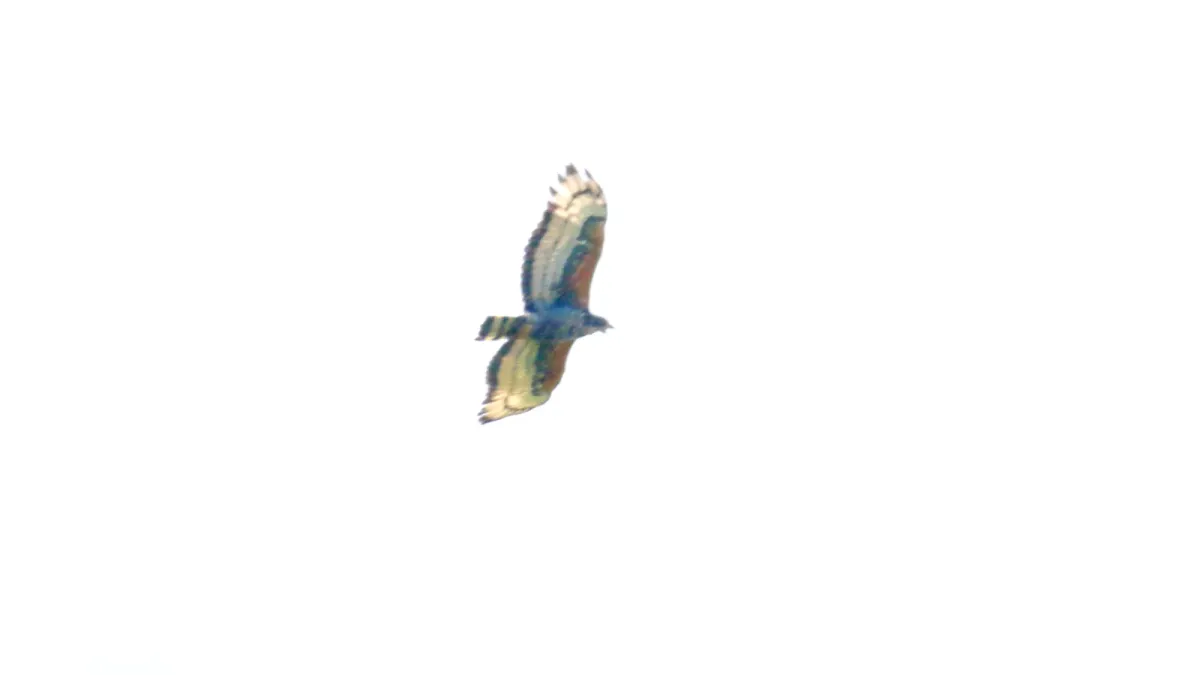 File:Crowned Eagle (Stephanoaetus coronatus) (46497413382).jpg