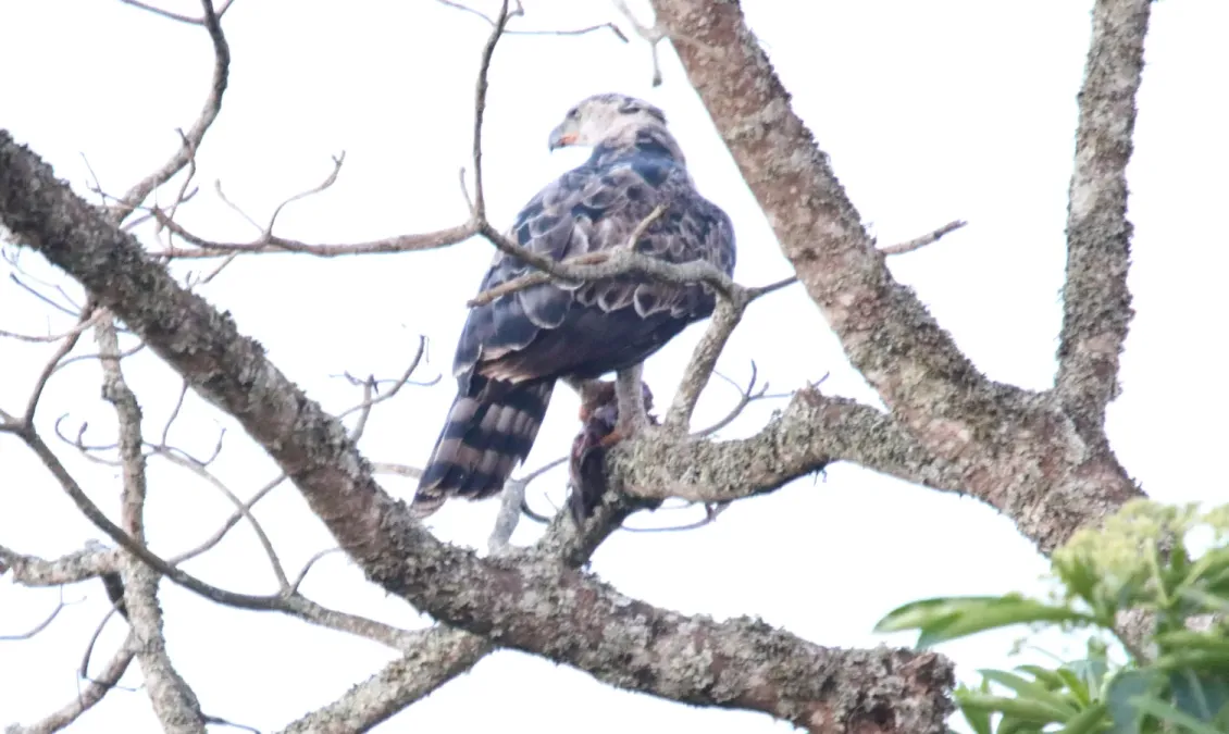 File:Crowned Eagle (Stephanoaetus coronatus) (45825233444).jpg