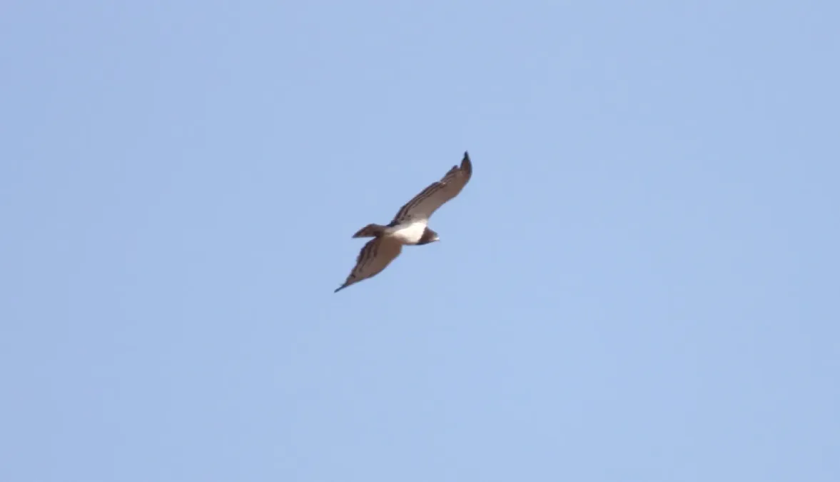 File:Black-chested Snake-Eagle (Circaetus pectoralis) (45825247474).jpg
