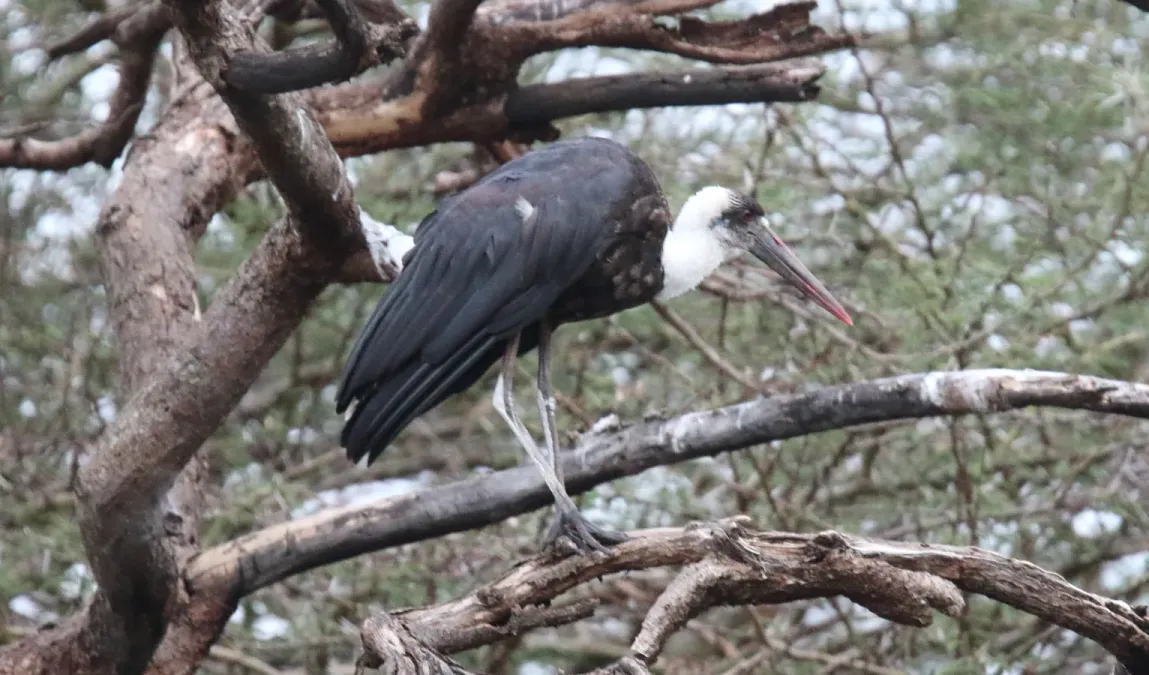 File:African Woolly-necked Stork (Ciconia microscelis), Tanzania (46497043822).jpg