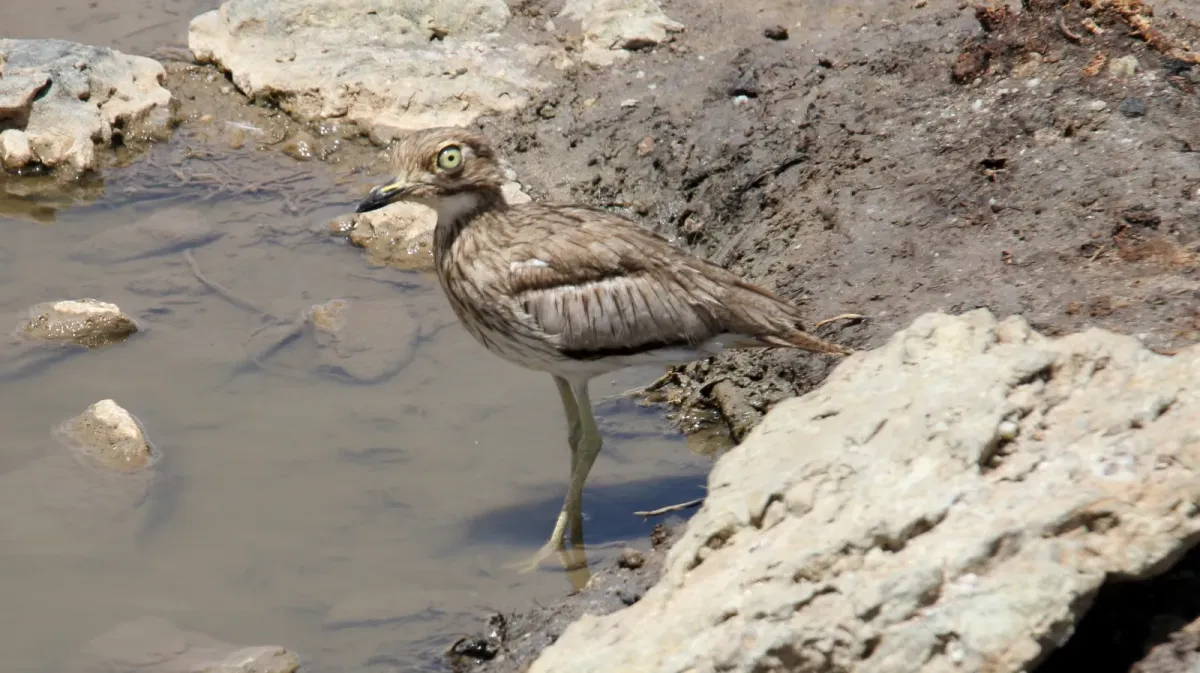 File:Water Thick-Knee (Burhinus vermiculatus) (46496513452).jpg