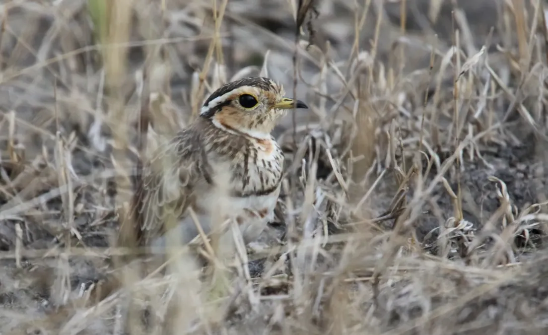 File:Three-banded Courser (Rhinoptilus cinctus) (32675244008).jpg