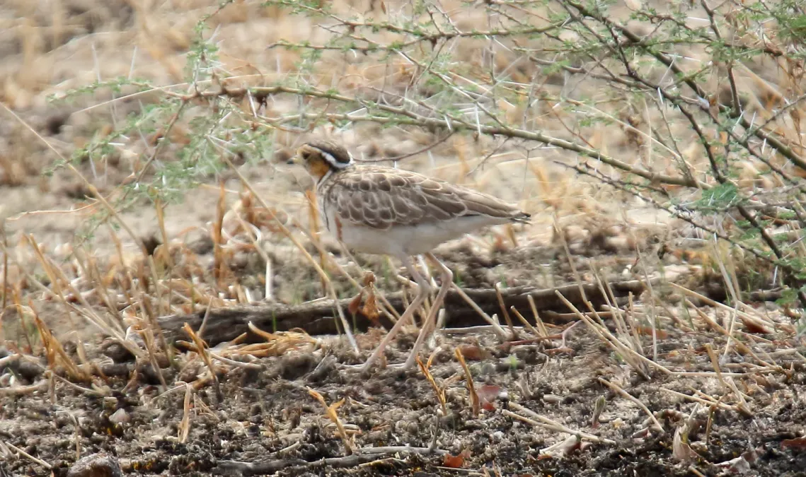File:Three-banded Courser (Rhinoptilus cinctus) (45824449664).jpg