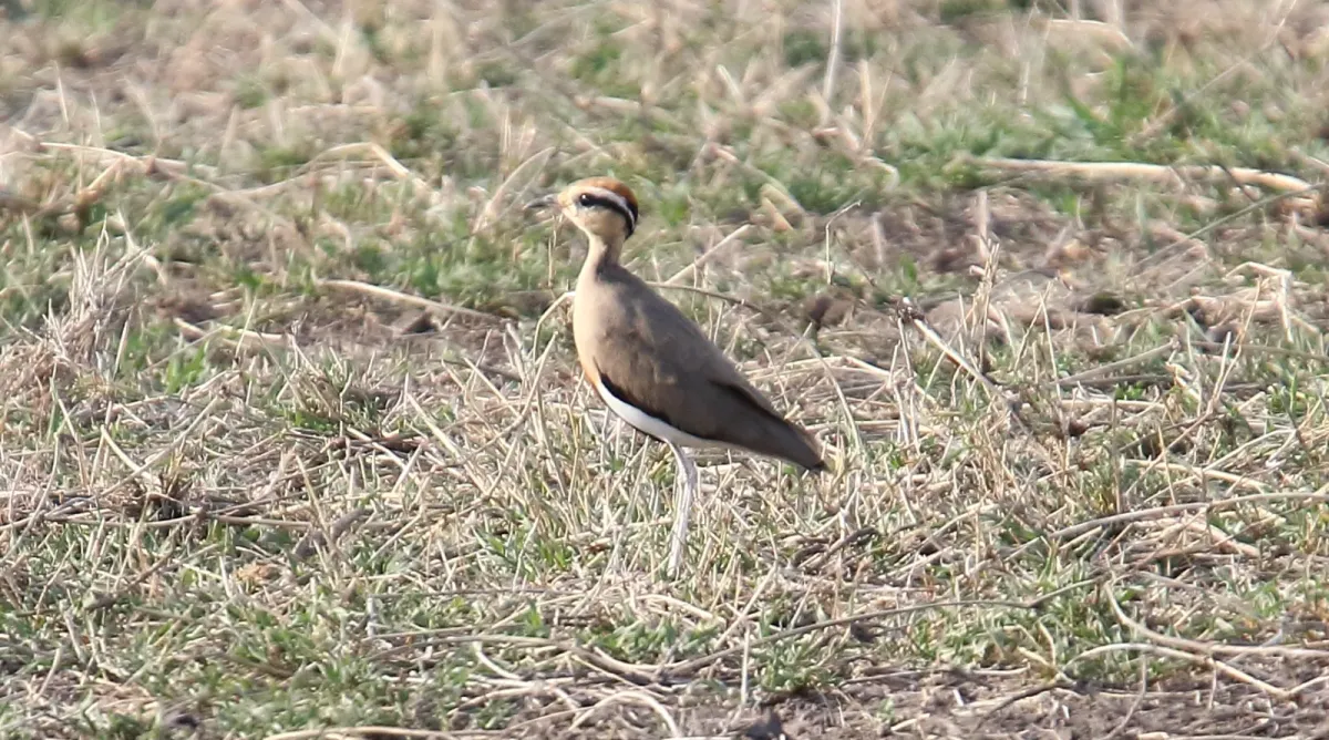 File:Temminck's Courser (Cursorius temminckii) (32675247648).jpg