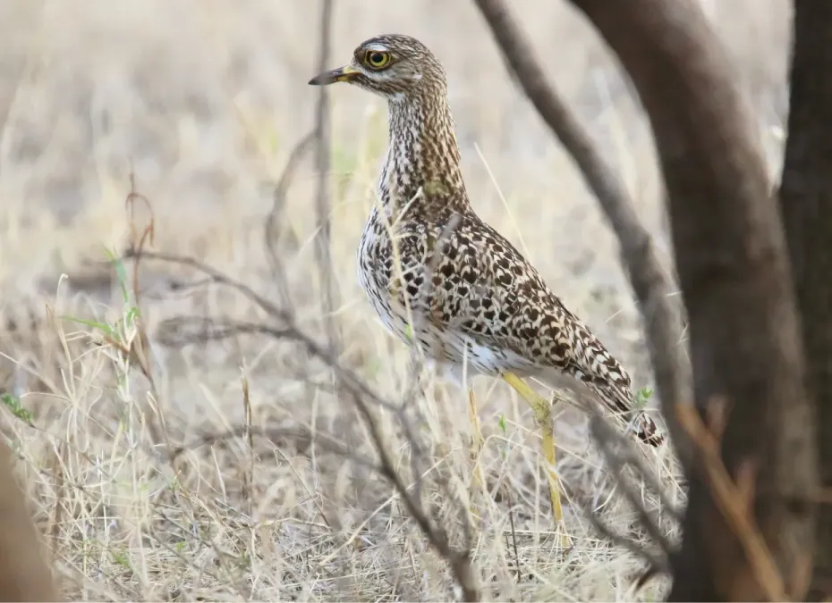 File:Spotted Thick-Knee (Burhinus capensis) (44730840800).jpg