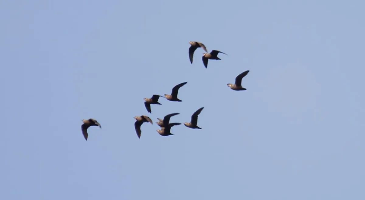 File:Yellow-throated Sandgrouse (Pterocles gutturalis) (46548092761).jpg