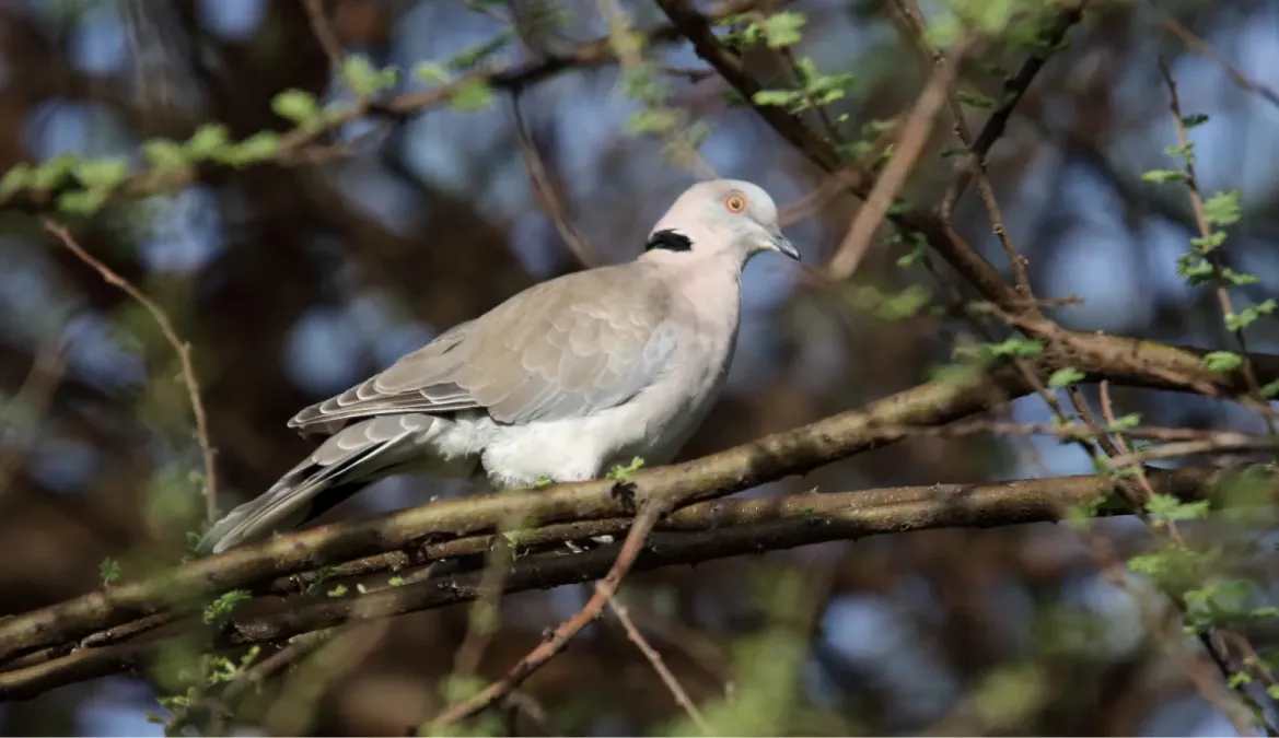 File:Mourning Collared Dove (Streptopelia decipiens) (44730546270).jpg
