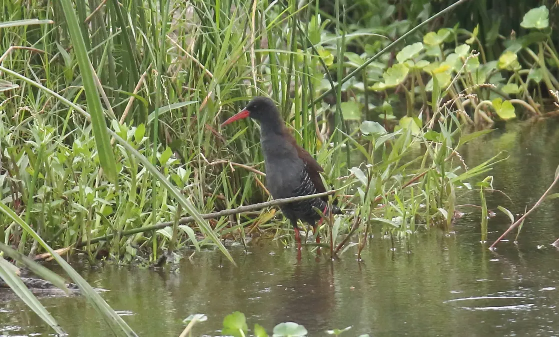 File:African Rail (Rallus caerulescens) (45634712195).jpg