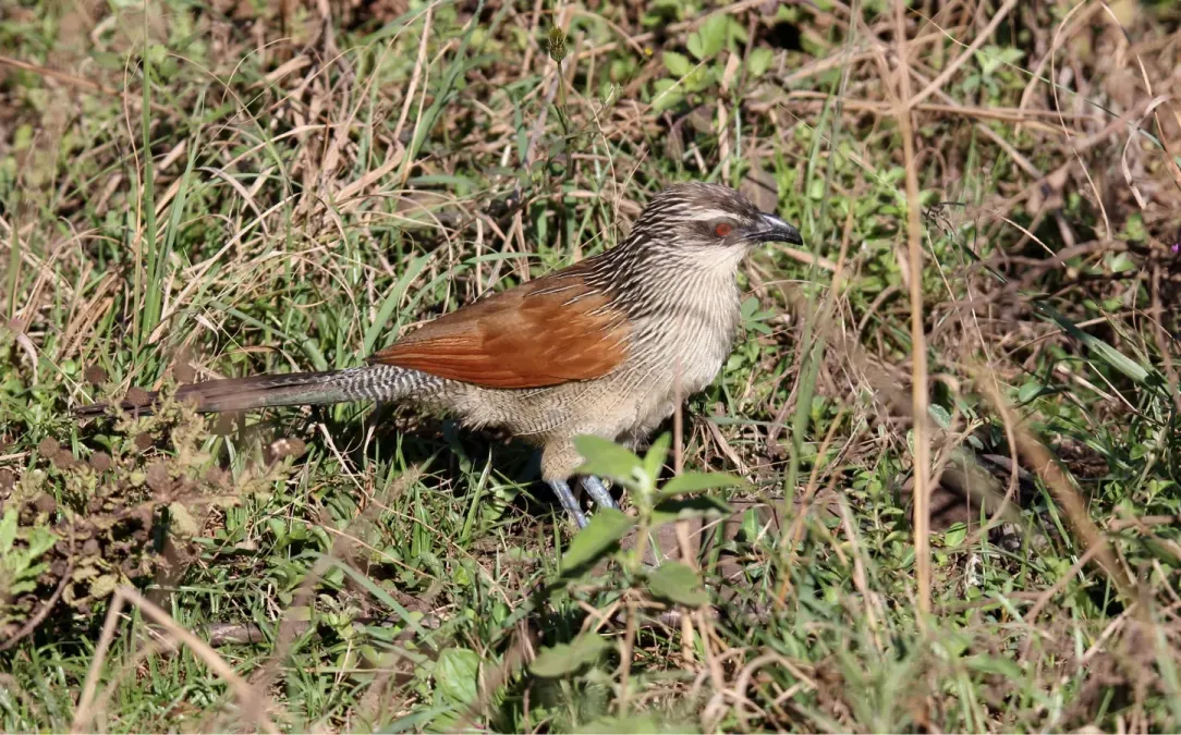 File:White-browed Coucal (Centropus superciliosus) (46547859021).jpg