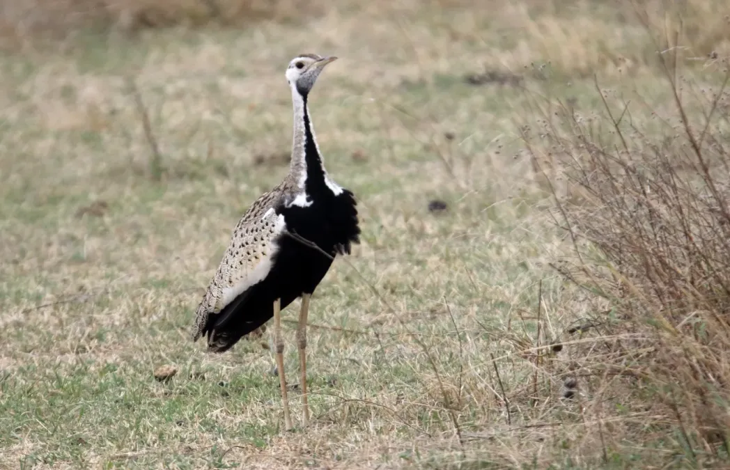 File:Black-bellied Bustard (Lissotis melanogaster) (46547892061).jpg