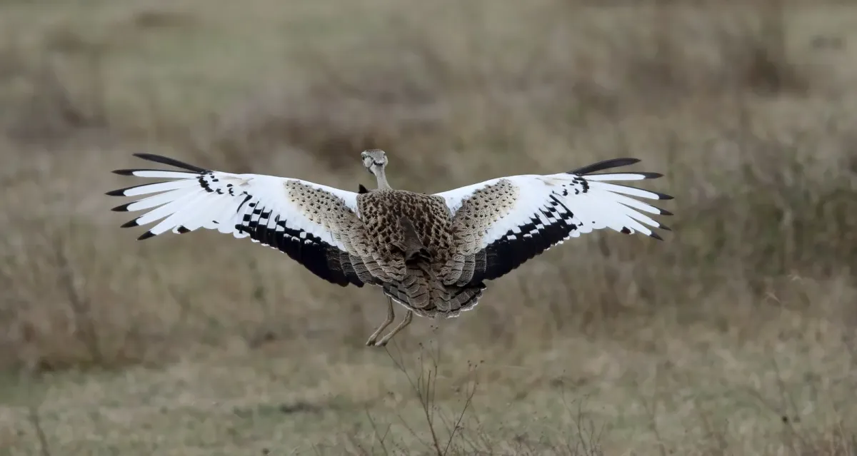 File:Black-bellied Bustard (Lissotis melanogaster) (32674796698).jpg