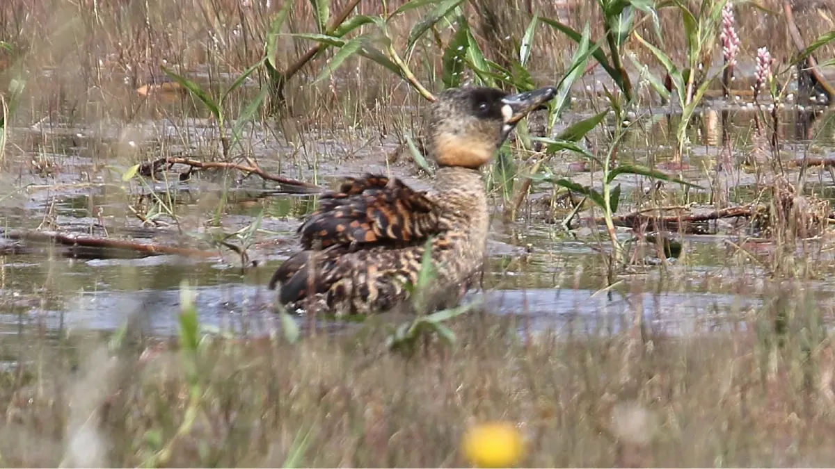 File:White-backed Duck (Thalassornis leuconotus) (32673107408).jpg