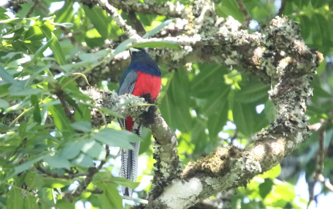 File:Bar-tailed Trogon (Apaloderma vittatum) (45634509165).jpg
