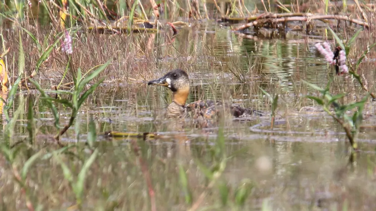 File:White-backed Duck (Thalassornis leuconotus) 1 (46494351142).jpg