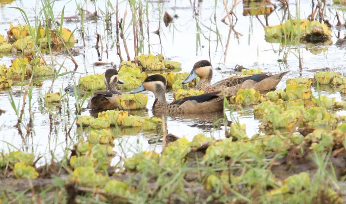 File:Blue-billed Teal (Spatula hottentota), Tanzania (44728736020).jpg