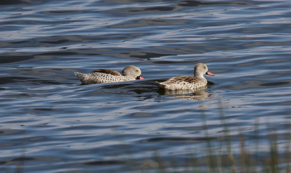 File:Cape Teal (Anas capensis) (46494385492).jpg