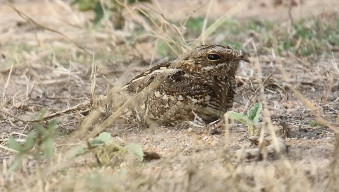 File:Nightjar, Slender-tailed (Caprimulgus clarus) (45632716585).jpg