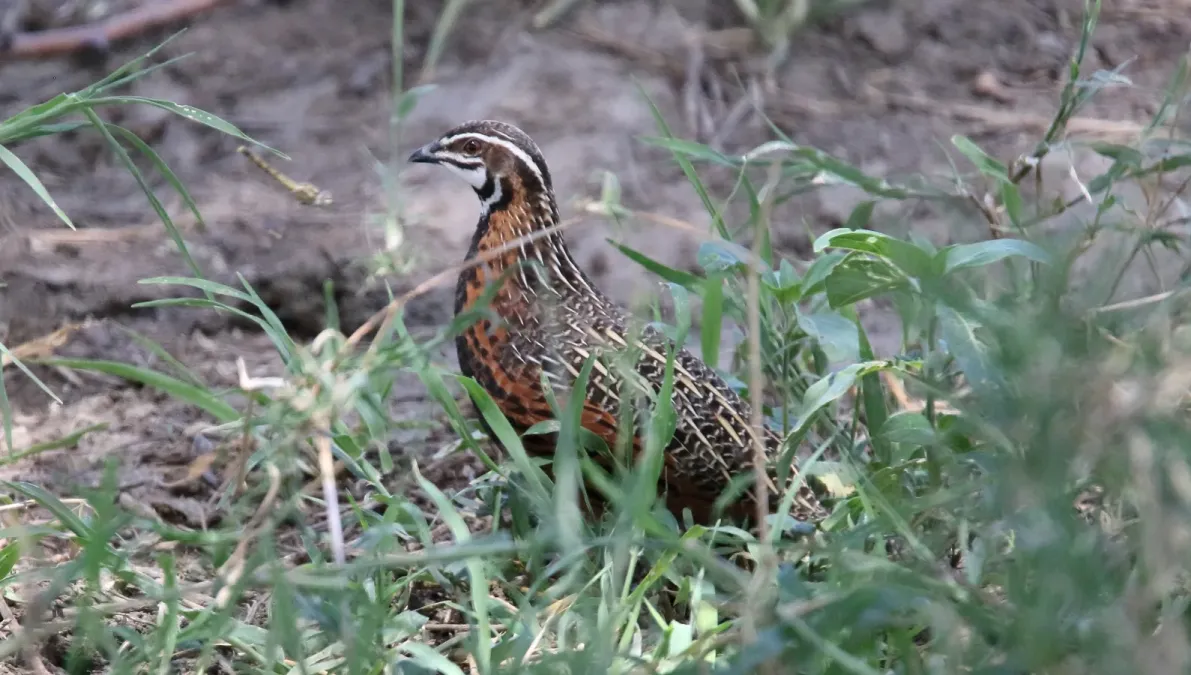 File:Harlequin Quail (Coturnix delegorguei) 1 (31605900087).jpg