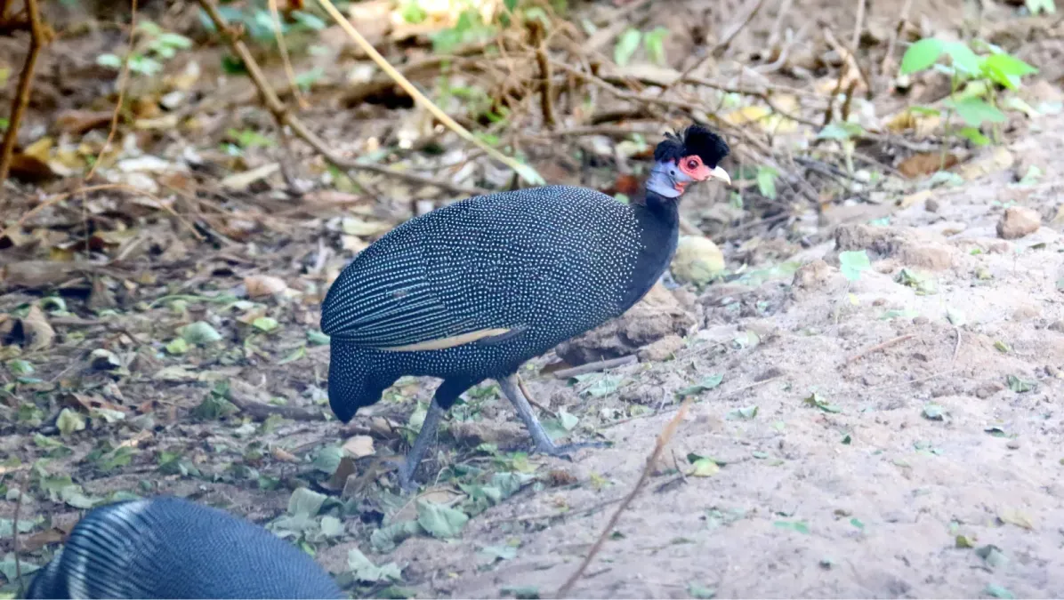 File:Crested Guineafowl (Guttera pucherani) (46494215022).jpg